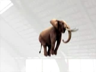 Elephant sur un trampoline