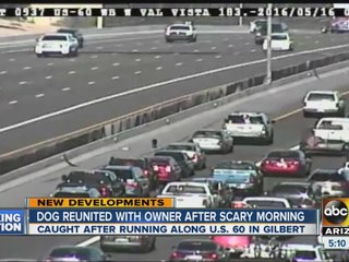 Dog re-united with owner after scary morning