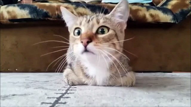 Ce chat effrayé devant un film d'horreur fait le buzz !