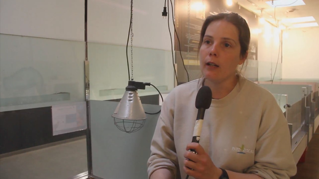 Le bien être animal au Parc des Oiseaux - Interview Laure Briolet