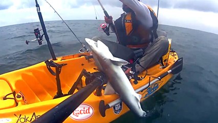 Shark tries to attack kayaker