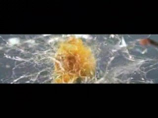 Bullets in Slow Motion [from www.metacafe.com]