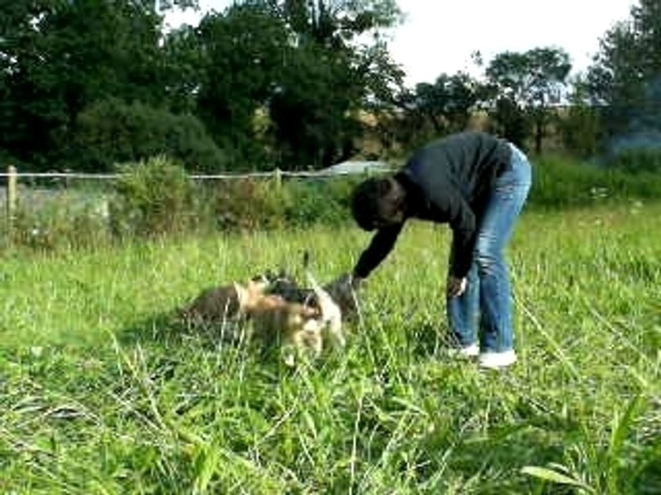 Saarloos2