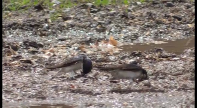 Les hirondelles de fenêtre Plédéliac