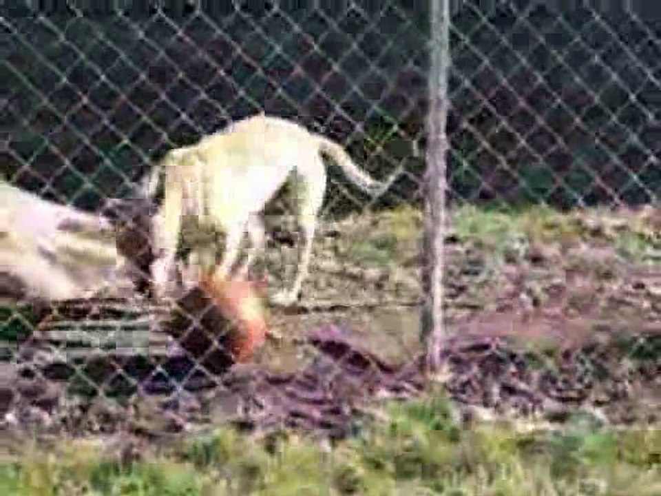 Dog Balances A Ball