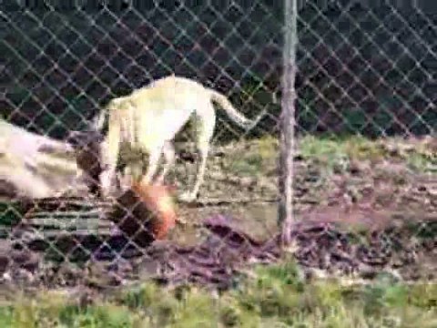 Dog Balances A Ball