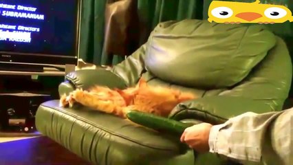 Cats scared of Cucumbers Compilation - Cats Vs Cucumbers - Funny Cats 2016