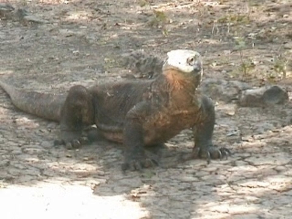 Les dragons de Komodo