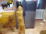 Quand tes chiens savent utiliser le distributeur de glaçons du frigo