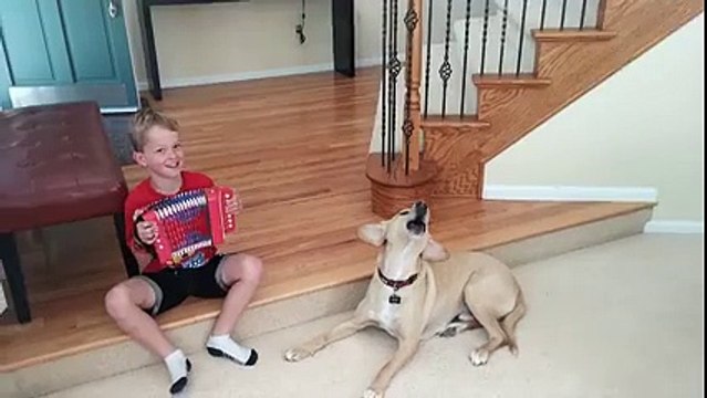 Ce chien déteste l'accordéon et le fait savoir haut et fort