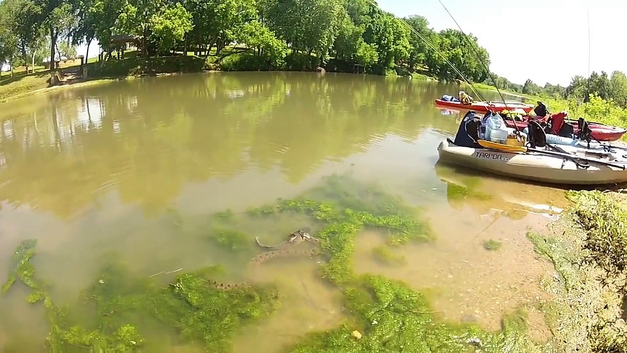 Un serpent s'attaque à un gros poisson chat. Mais comment va-t-il pouvoir avaler ça?