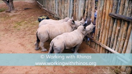 Download Video: Ces bébés rhinocéros pleurent pour avoir plus de lait... tellement mignon