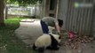Ces Pandas embêtent leurs gardiens de Zoo en plein rangement - Trop drôle
