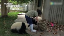 Des pandas veulent jouer pendant que le personnel d'un zoo nettoie leur abri