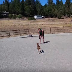 Potro em miniatura persegue um homem