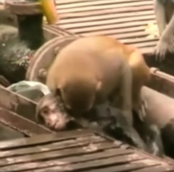 Unos monos se niegan a abandonar a su amigo