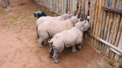Des bébés rhinocéros pleurent quand ils n'ont plus de lait !