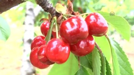Kirazlar Açık Artırmayla Satılıyor