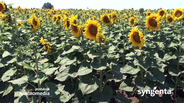 Syngenta hibridi suncokreta – SY Edenis 447