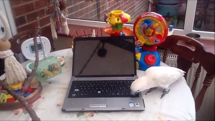 Un cacatoès saccage l'ordinateur de son maître