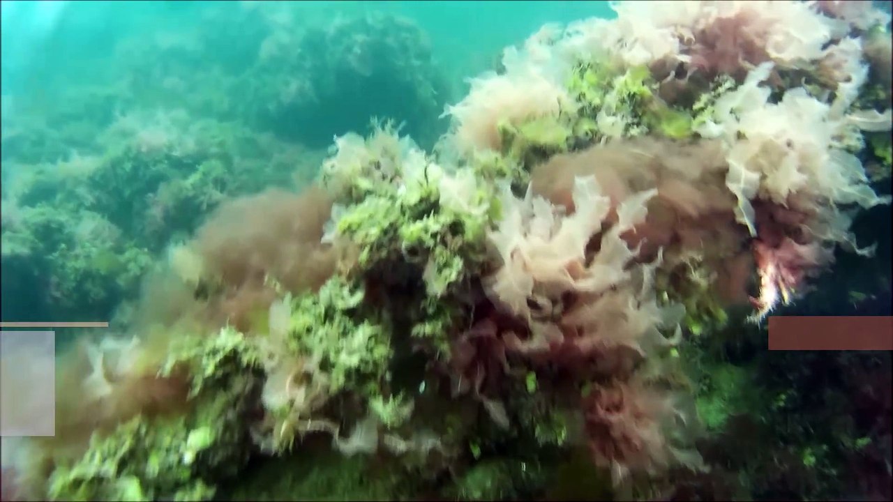 Diving to the Remains of a WWII Torpedo Test Facility