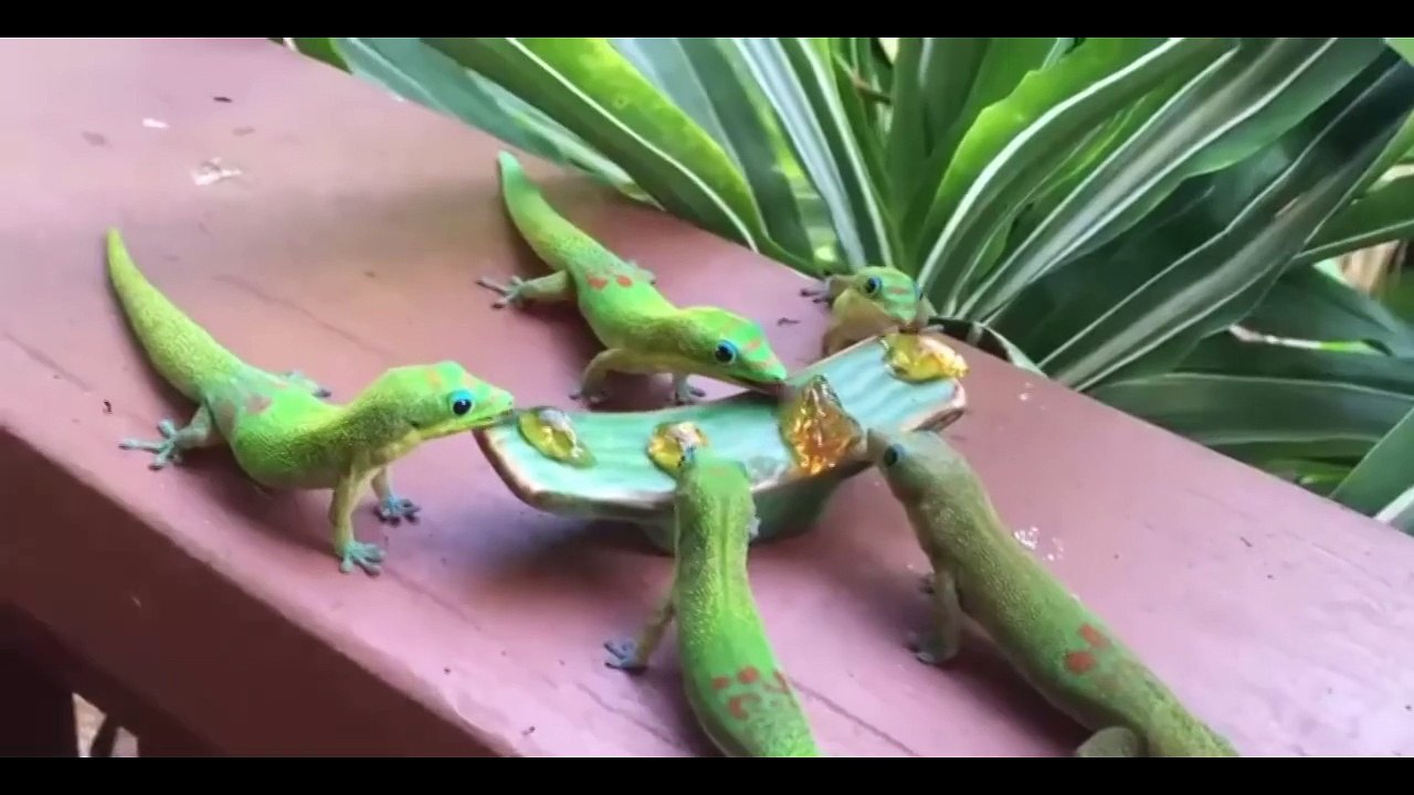 mlem mlem mlem