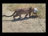 Viral Video_ Leopard gets his head stuck while trying to drink water