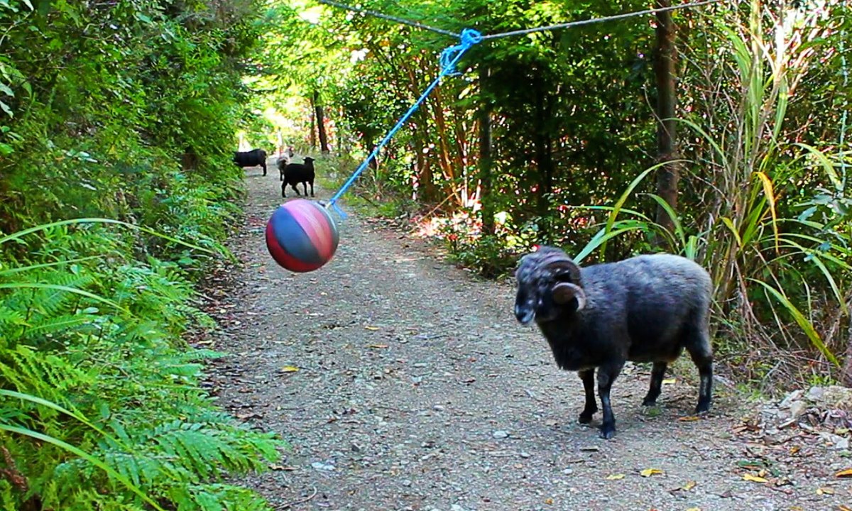Turns Out Everyone Loves Tetherball