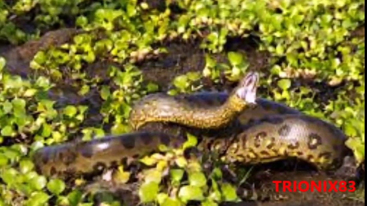 ANACONDAS GIGANTES REALES- Anacondas mas grandes del mundo – Animales salvajes