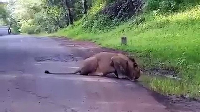 Gir Safari Resort |Gir Sanctury Resorts |Gir Forest Hotel And Resorts