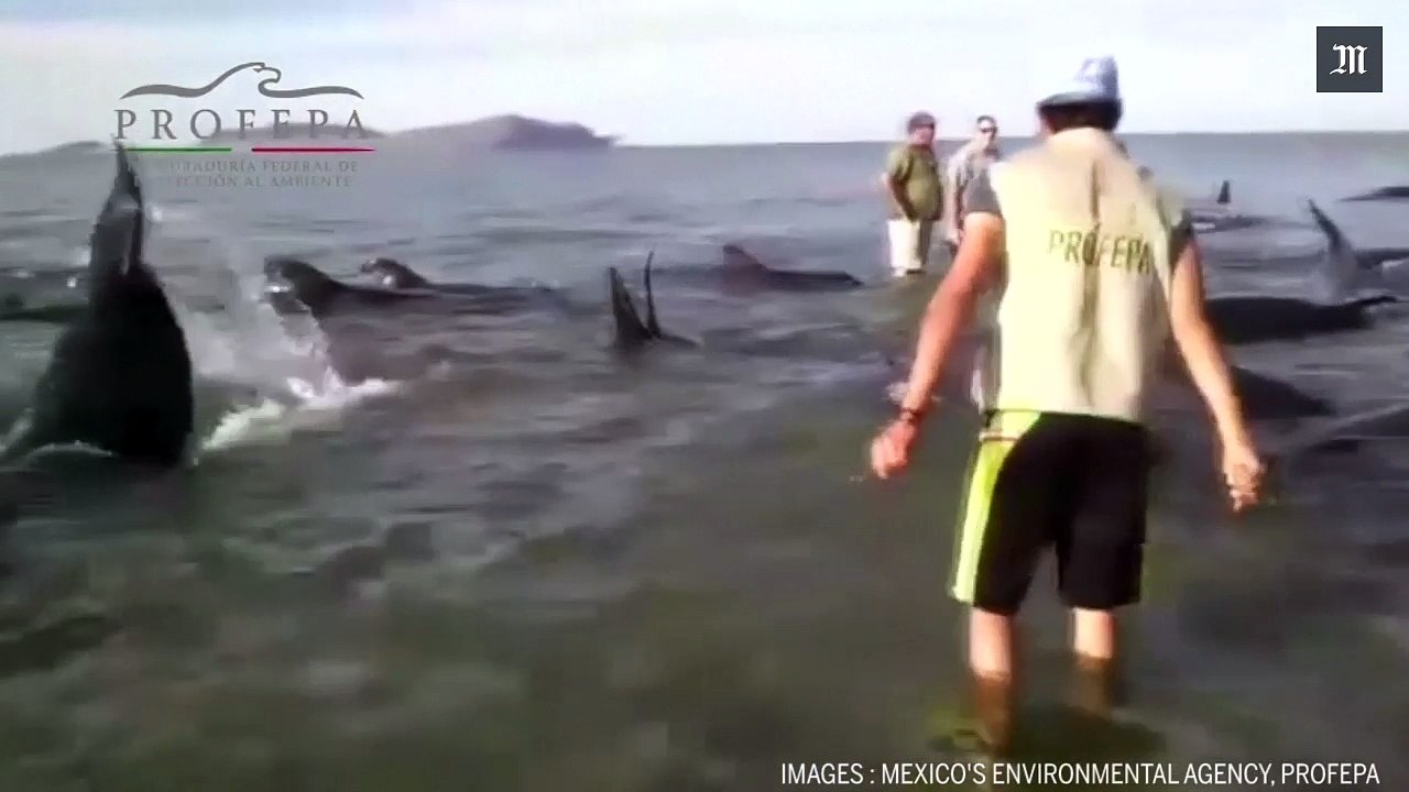 Vingt-quatre baleines s'échouent et meurent sur une plage méxicaine
