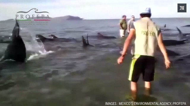 Vingt-quatre baleines s'échouent et meurent sur une plage méxicaine