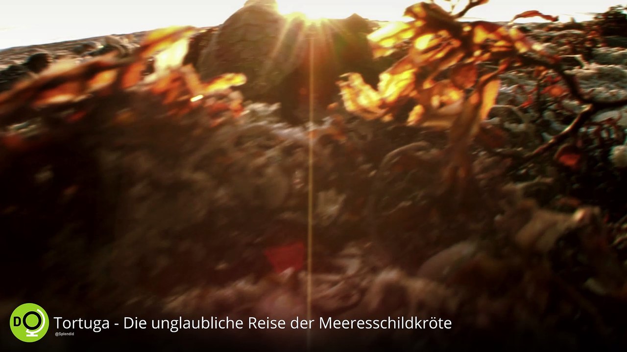 Tortuga - Die unglaubliche Reise der Meeresschildkröte - Teaser