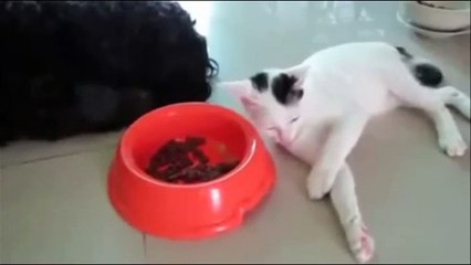 Gatto ruba i croccantini al cane e quando viene scoperto finge di essere morto!