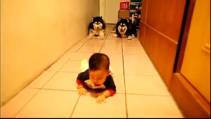 Stava filmando suo figlio mentre gattonava per la prima volta. Non si aspettava che i cani avrebbero fatto QUESTO