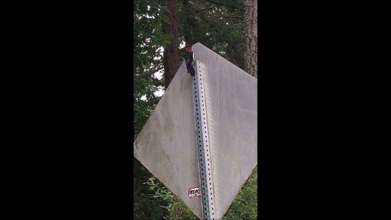 Un pic vert débile veut creuser un trou dans un panneau en métal