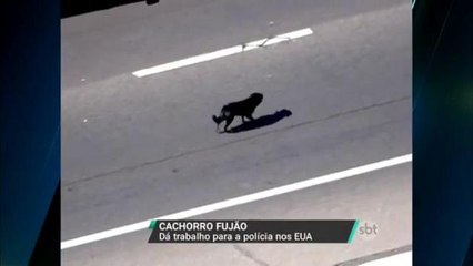 Cachorro `fujão´ dá trabalho para a polícia nos EUA