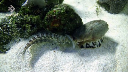 Ce mollusque avale des poissons vivants endormis - Créature cauchemardesque