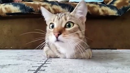 Cat Watching Horror Movie