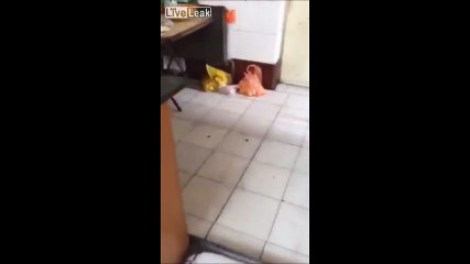 Un chat peureux se faire martyriser par une minuscule souris