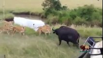 15 CRAZIEST Animal Fights Caught On Camera #6 - Lion,Buffalo,Giraffe,Leopard,Zebra,Hyena,Wild dogs