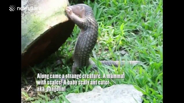 Wild baby animals rescued after being orphaned