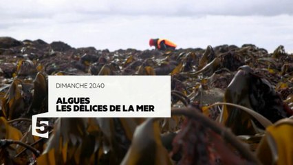 Algues, les délices de la mer, dans l'alimentation et l'industrie