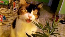 Les chats aussi adorent le cannabis !  (CATS love WEED)