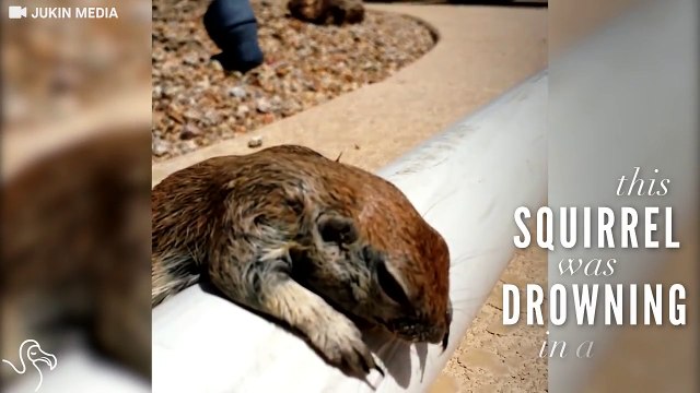 Ce pauvre bébé se noie dans la piscine, puis ce qu'un homme fait a ému des millions de personnes!