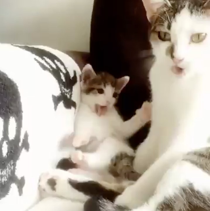 Copieur ! Cet adorable chaton copie sa maman qui se lave