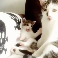 Copycat! Cute kitty tries to copy its mother washing herself.