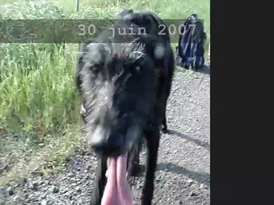 Bike-joring: 30 juin 2007