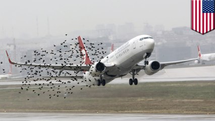Researchers set up sonic nets to prevent bird strikes at airports