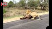 Biggest wild animal fights   CRAZIEST Animals Attack Caught On Camera